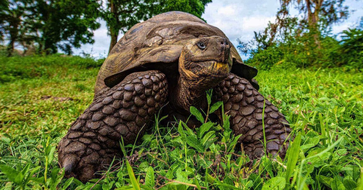 Climate Crisis Weekly: Giant tortoises save their own species ...