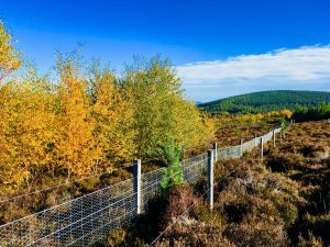 Stirling trees carbon study