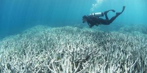 Great Barrier Reef